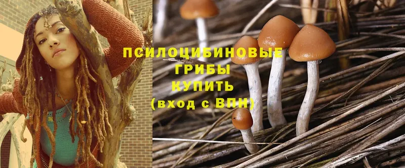 Галлюциногенные грибы Cubensis  Берёзовский 